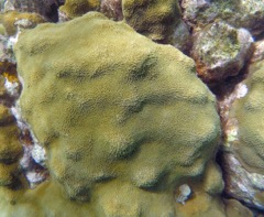 Smooth Star Coral